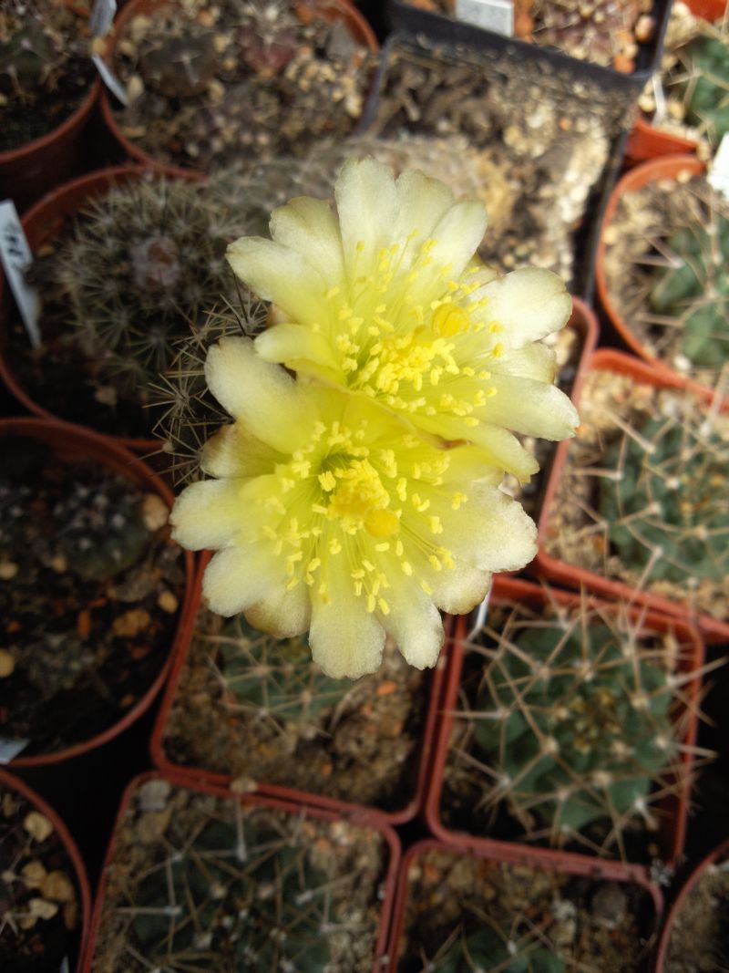 Copiapoa humilis